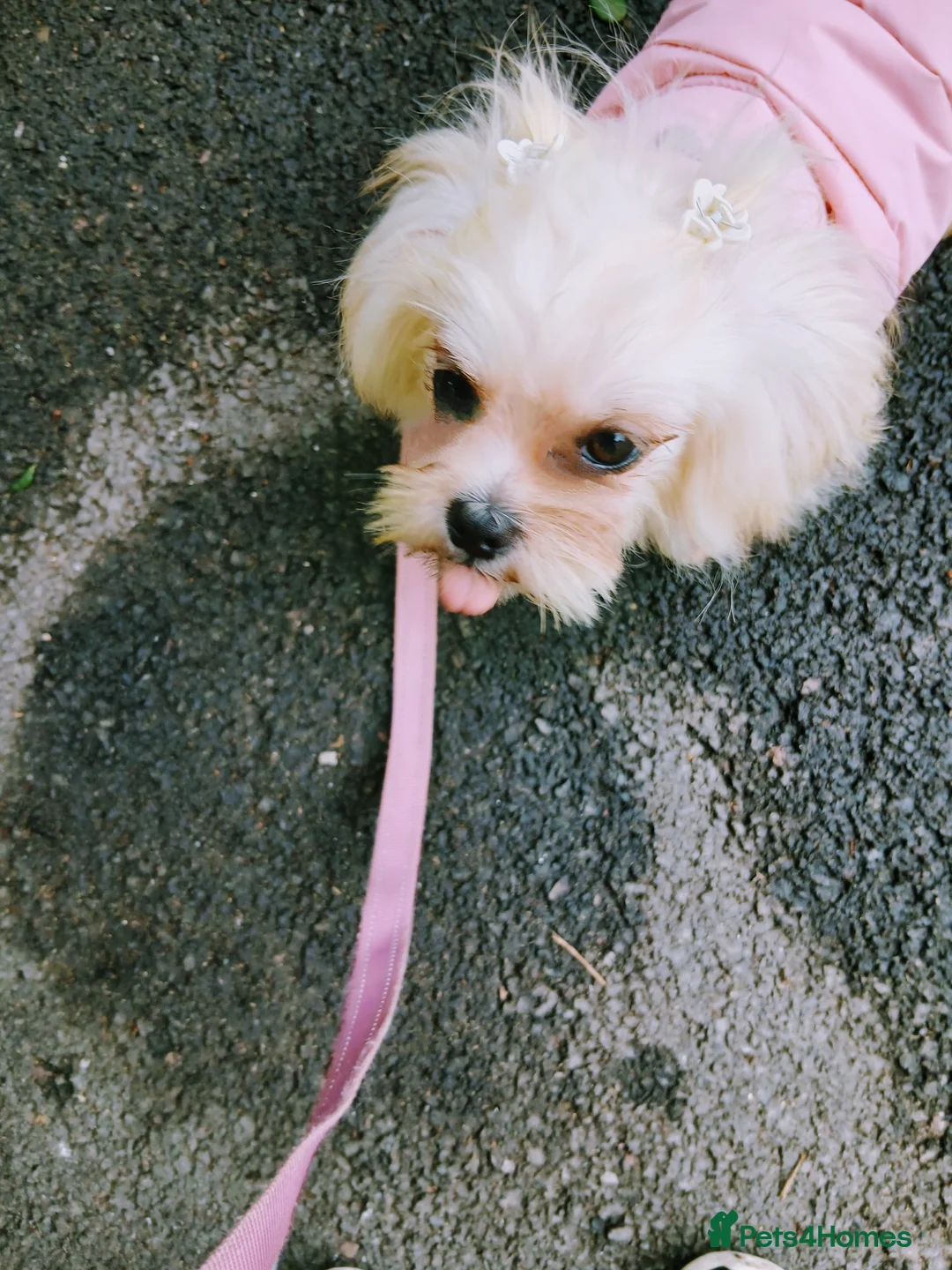 Mixed Breed dogs for sale: Adorable Maltese/Lhasa Apso puppies  - Advert 9