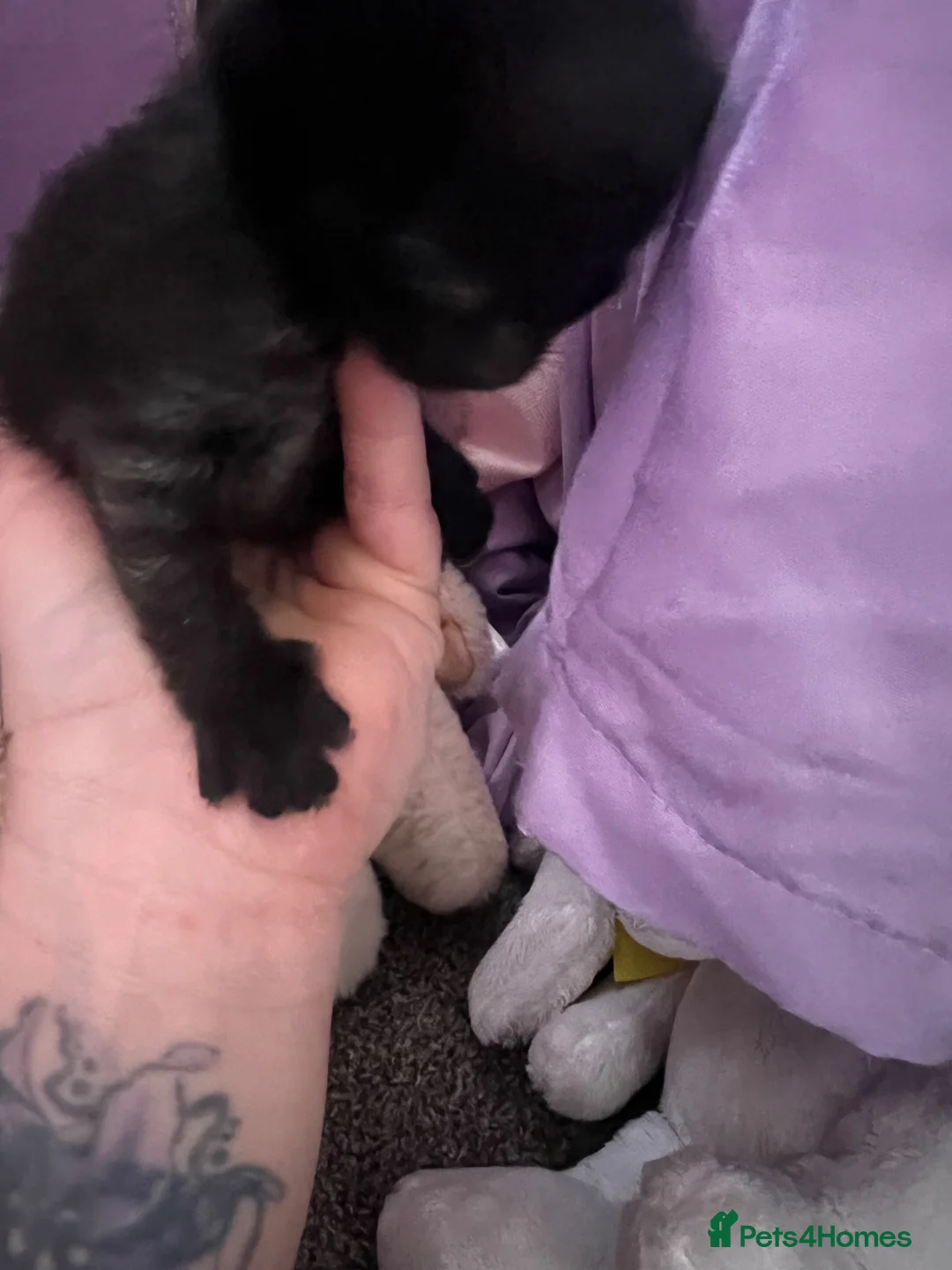 Mixed Breed cats for sale: 2 beautiful smoke colour boy kittens - Advert 5
