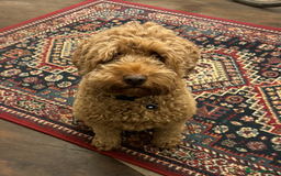 Cockapoo dogs for sale: Cockapoo - Image 2