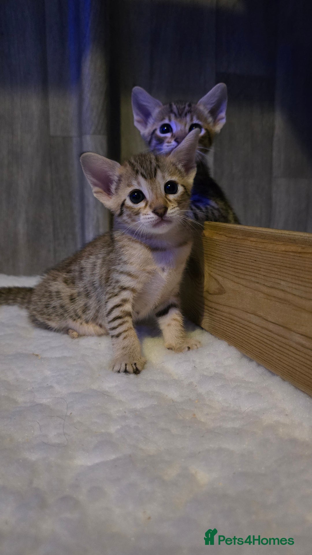 Savannah cats for sale: TICA Registered F8 savannah kittens  - Image 22