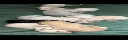Saluki dogs for sale: Saluki Greyhound Puppies in Crook - Advert 9