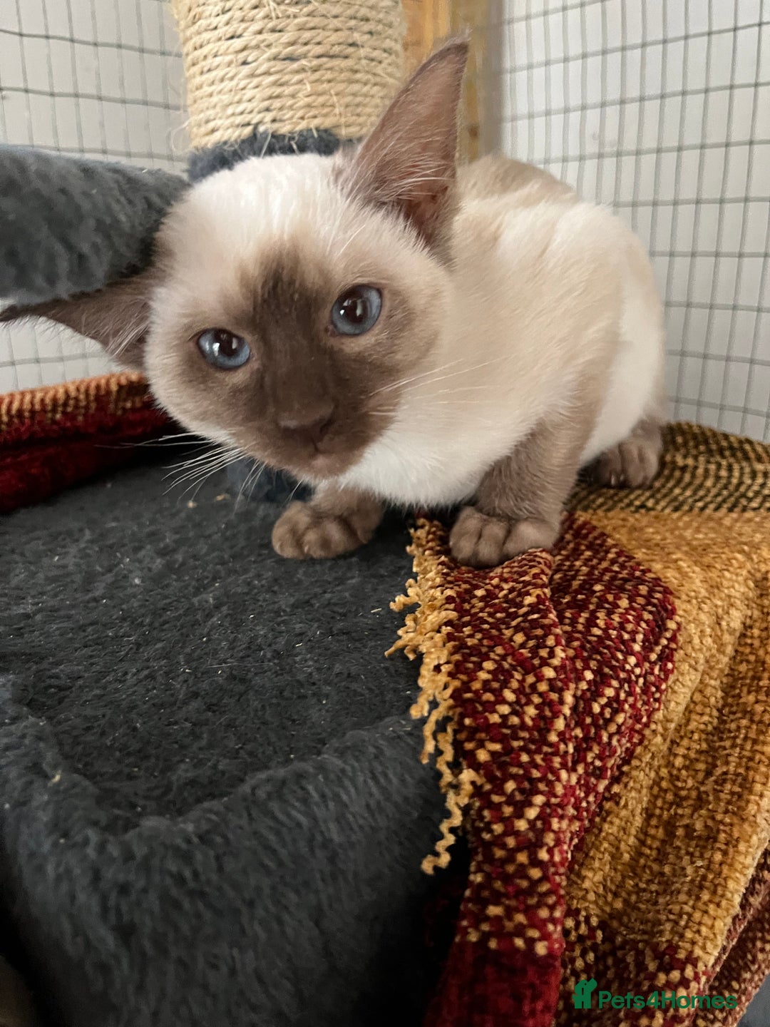 Siamese cats for sale: Siamese chocolate kittens - Image 9