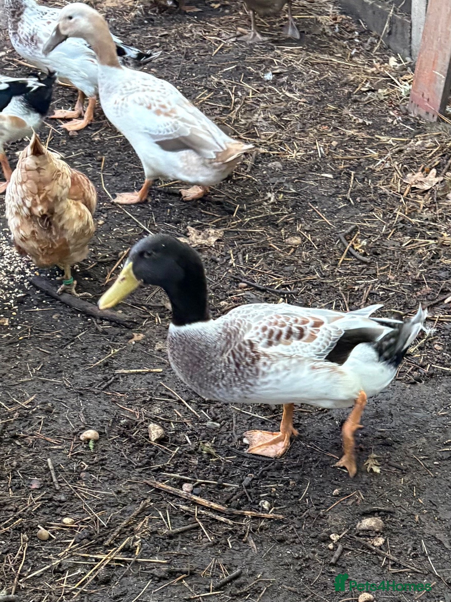 Ducks poultry Welsh Harlequin drakes - Advert 1