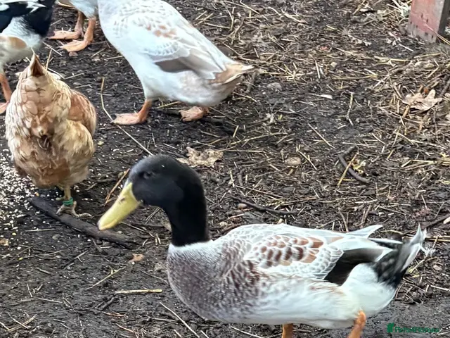 Ducks poultry Welsh Harlequin drakes - Advert 1