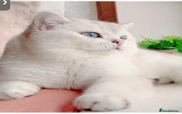 British Shorthair cats for sale: British shorthair chinchilla boy ns1233 - Image 3
