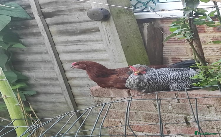 Chickens poultry - Advert 1