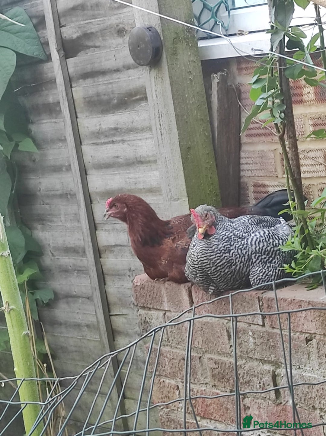 Chickens poultry for sale: Young Chickens for sale - Image 1