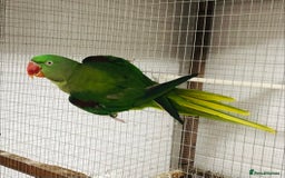 Parrots birds for sale: Alexandrine parrots for sale. - Image 4
