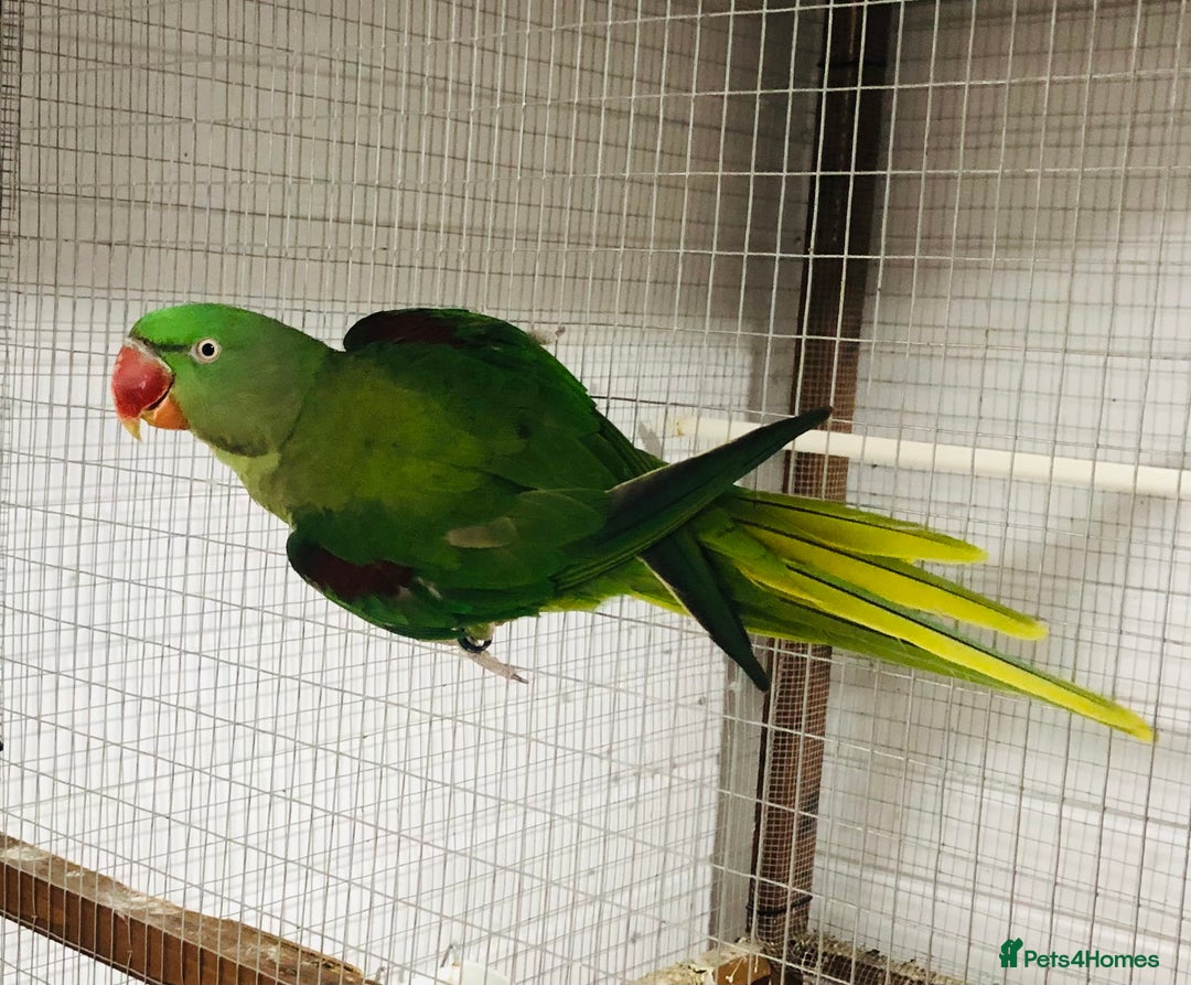 Parrots birds for sale: Alexandrine parrots for sale. - Image 4