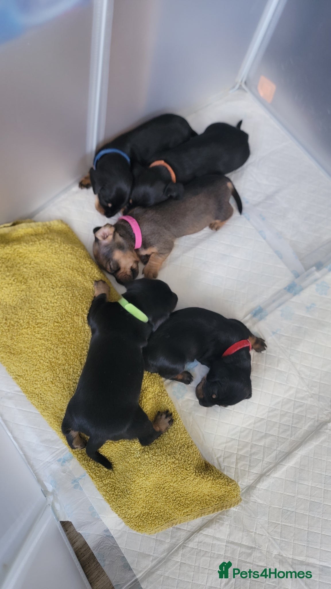 Miniature Dachshund dogs Dachshund puppies - Advert 5
