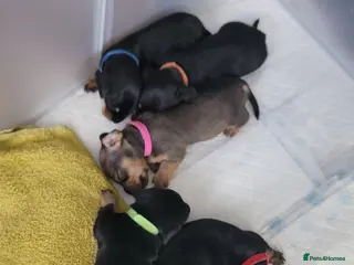 Miniature Dachshund dogs Dachshund puppies - Advert 5