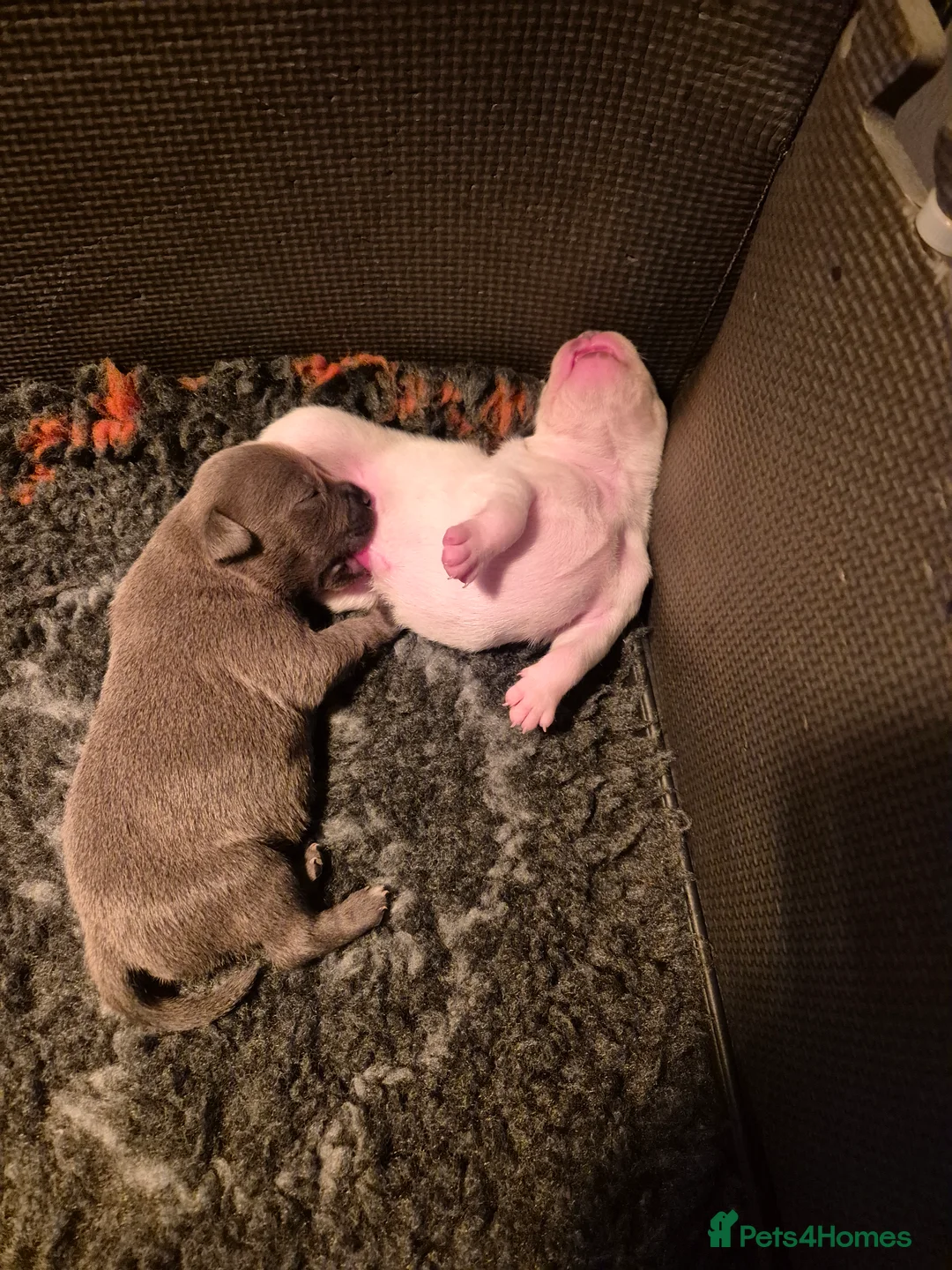 Staffordshire Bull Terrier dogs for sale: Blue Staffordshire Bull Terrier puppies  - Advert 8