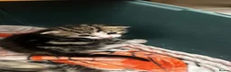 Mixed Breed cats for sale: Litter of 5 kittens mackerel  - Advert 7