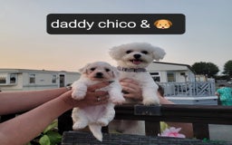 Bichon Frise dogs for sale: Last boy bichon frise pup 🩵 11 weeks old  - Image 10