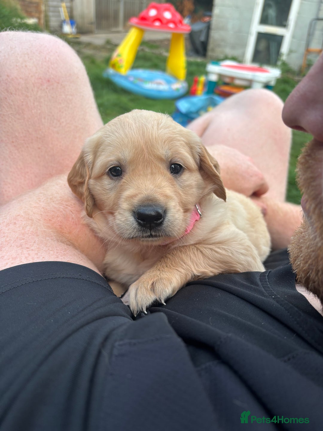 Golden Retriever dogs for sale: KC Registered Golden Retriever Puppies  - Image 4