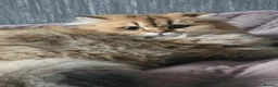 British Longhair cats for sale: British longhair girl  - Advert 4