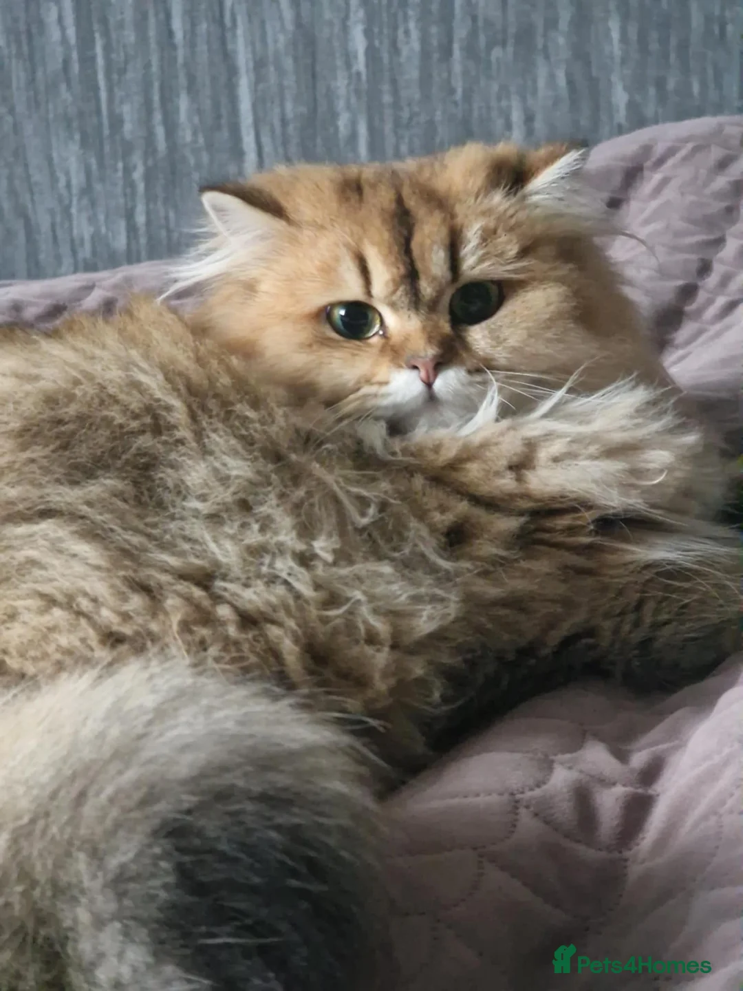 British Longhair cats for sale: British longhair girl  - Advert 4