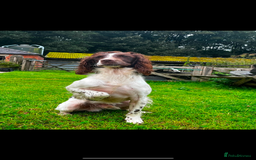 English Springer Spaniel dogs for stud: Field Trial Winner Ribblebrook Rocky @ Stud - Image 8