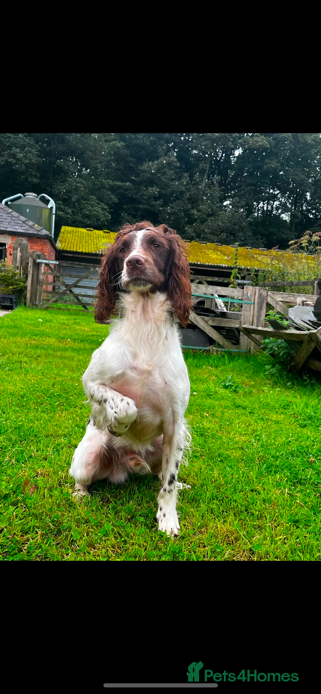 English Springer Spaniel dogs for stud: Field Trial Winner Ribblebrook Rocky @ Stud - Image 8