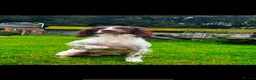 English Springer Spaniel dogs for stud: Field Trial Winner Ribblebrook Rocky @ Stud - Advert 8