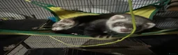 Ferret rodents for sale: Two stunning semi tamed ferrets  in Derby - Advert 2