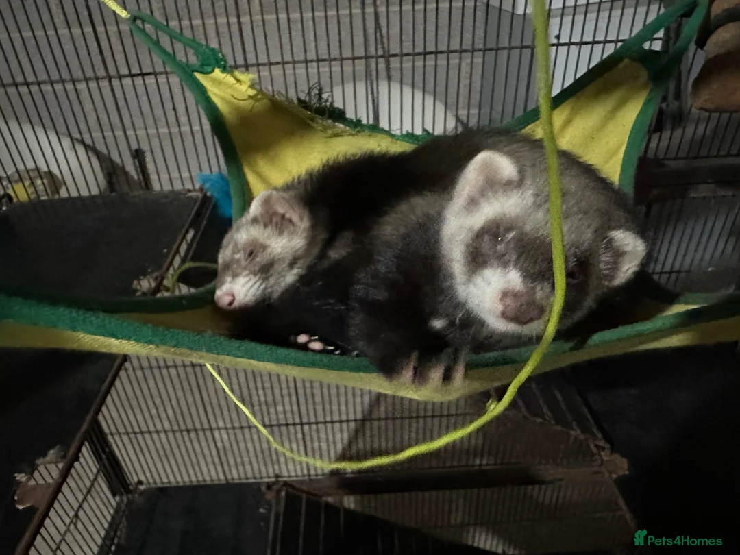Ferret rodents for sale: Two stunning semi tamed ferrets  in Derby - Advert 2