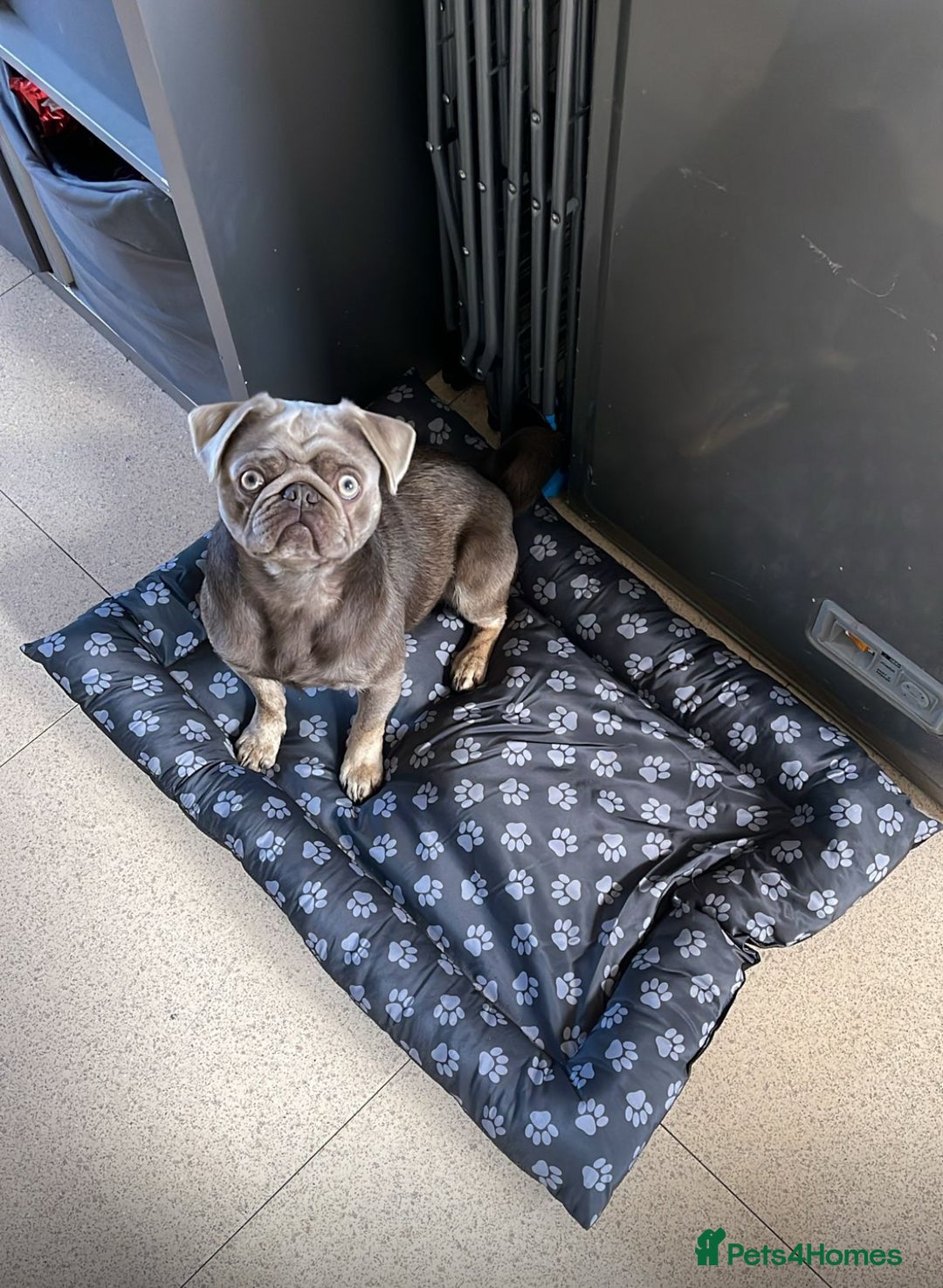 Pug dogs for sale: Reggie the pug - Image 2