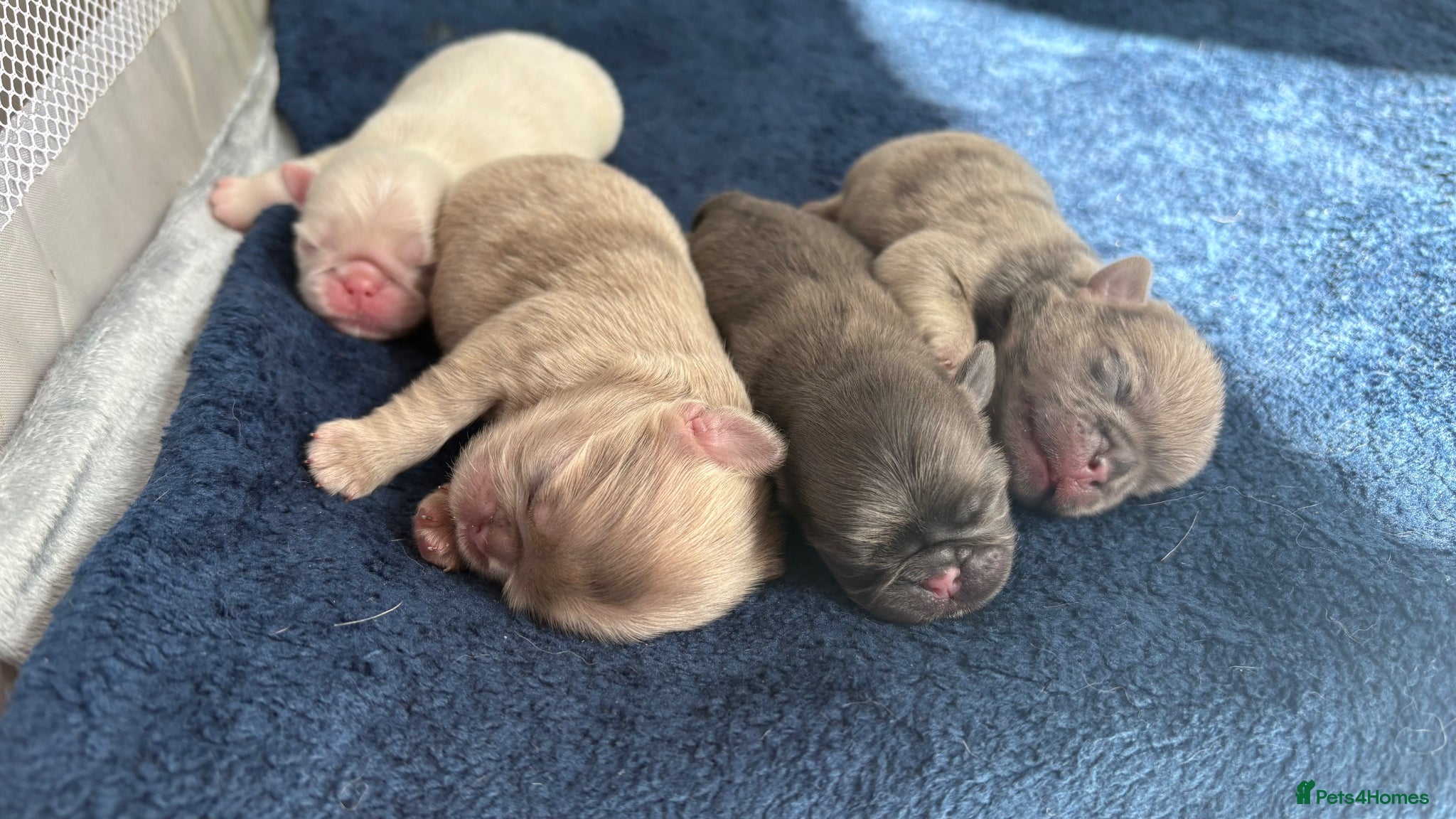 Pug dogs for sale: Last little pug puppy  - Advert 6