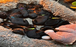 Rottweiler dogs for sale: Rottweiler puppies  - Image 6