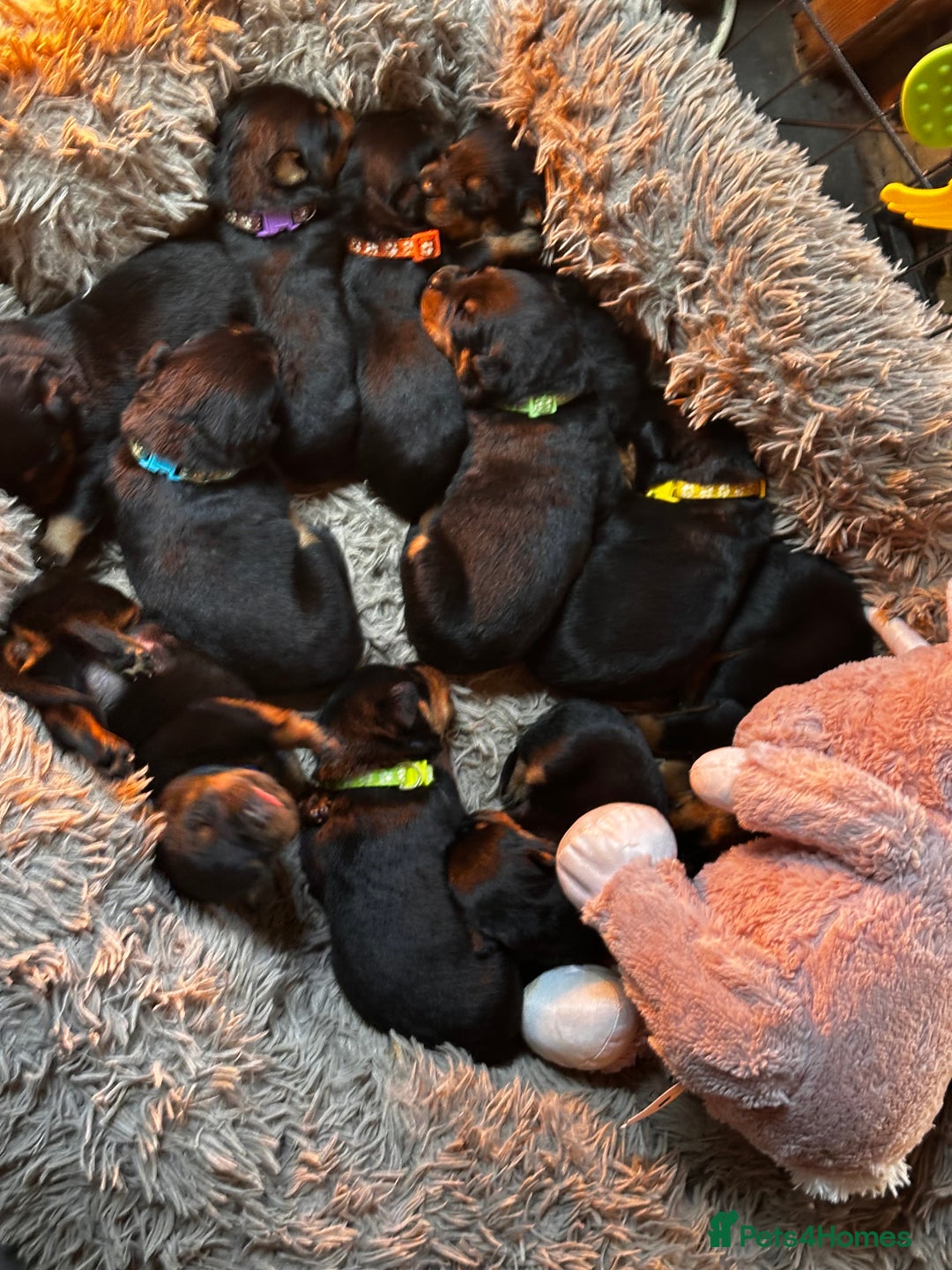 Rottweiler dogs for sale: Rottweiler puppies  - Image 6