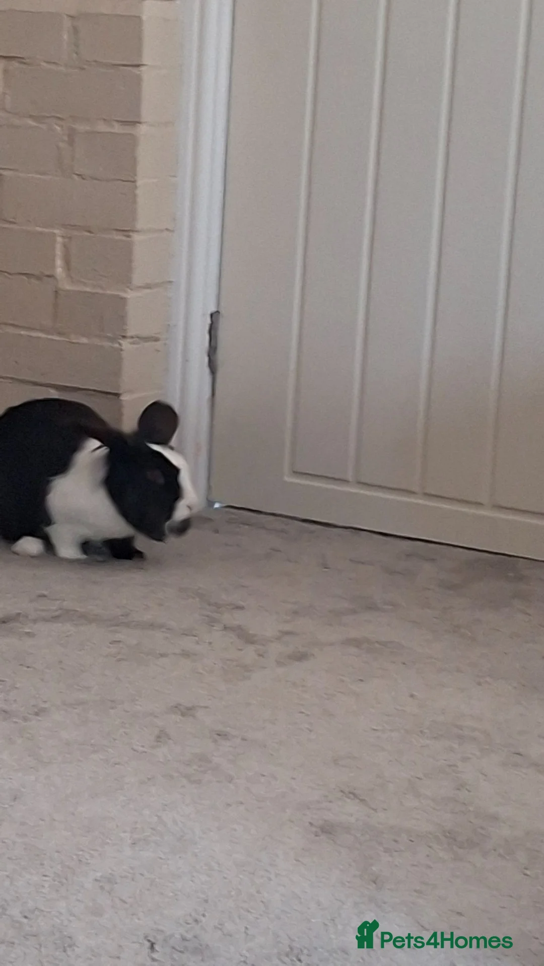 Mixed Breed rabbits for sale: Mix breed lop rabbit  in Whitby - Advert 2