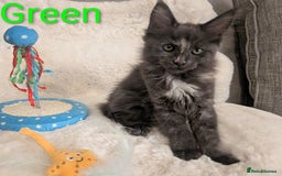 Maine Coon cats for sale: ✨ Stunning Maine Coon Kittens Ready Now ✨ - Image 7