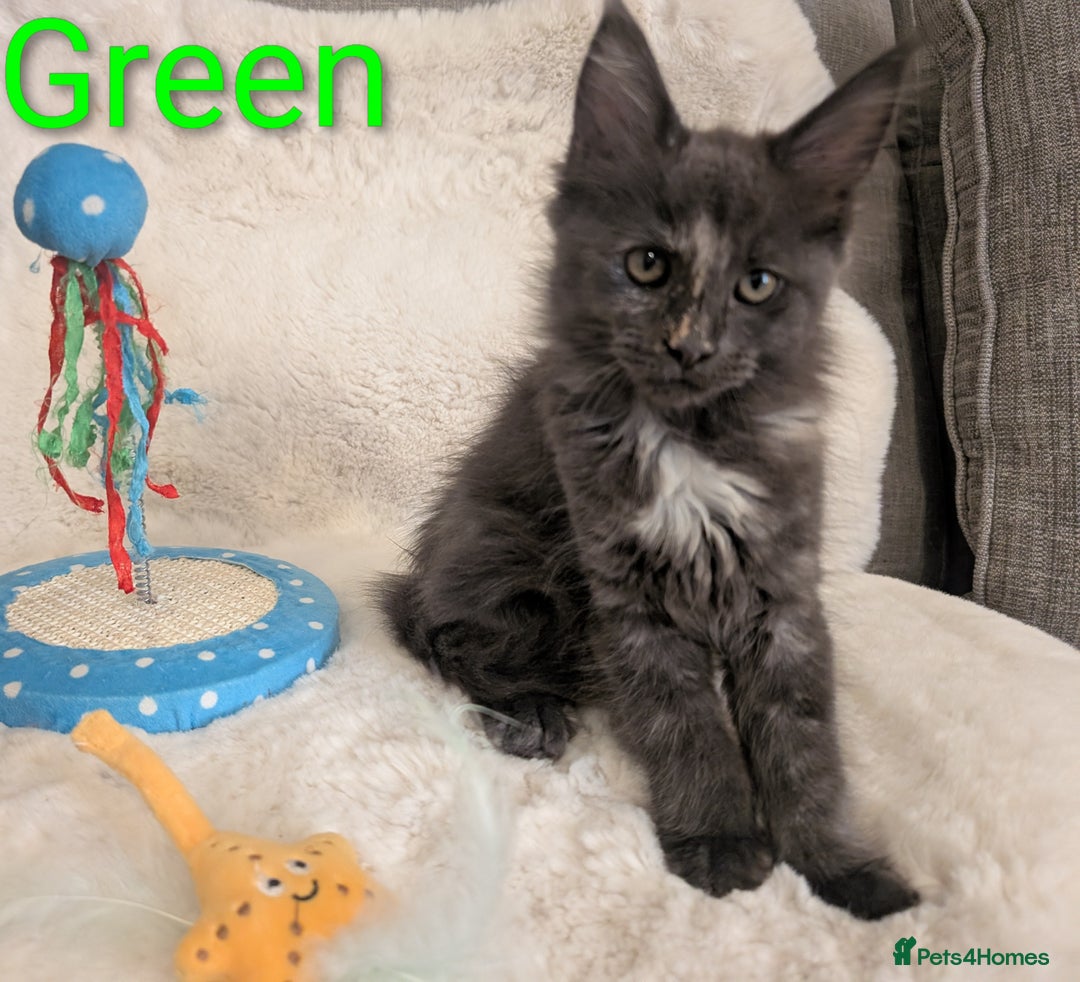 Maine Coon cats for sale: ✨ Stunning Maine Coon Kittens Ready Now ✨ - Image 7