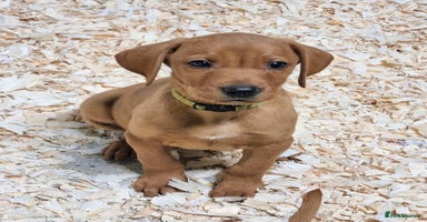 Hungarian Vizsla dogs - Advert 9