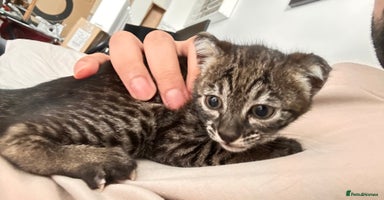 Savannah cats - Advert 13