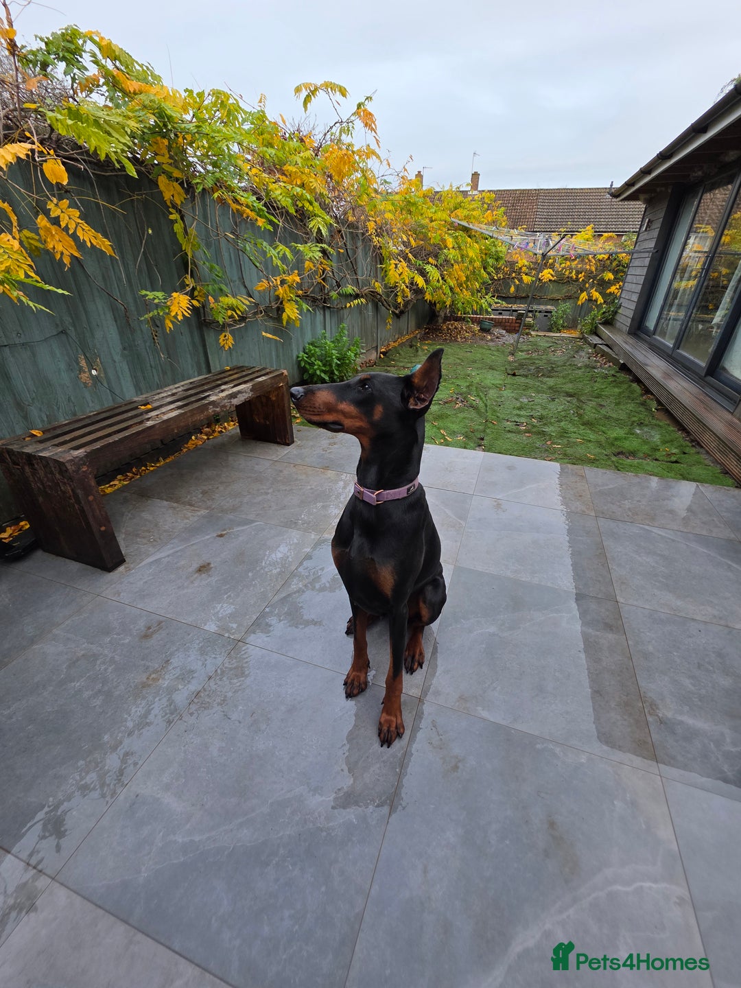 Dobermann dogs for sale: European bitch - Advert 1