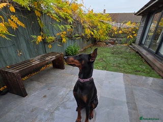 Dobermann dogs European bitch - Advert 2