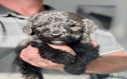 Mixed Breed dogs for sale: f1 St Berdoodle Pups - Image 9