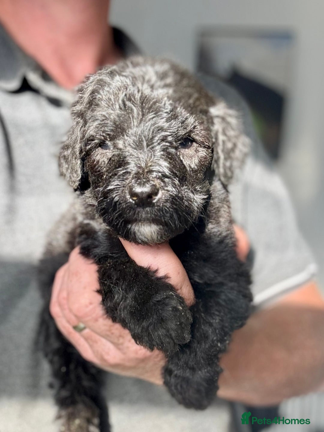 Mixed Breed dogs for sale: f1 St Berdoodle Pups - Image 9