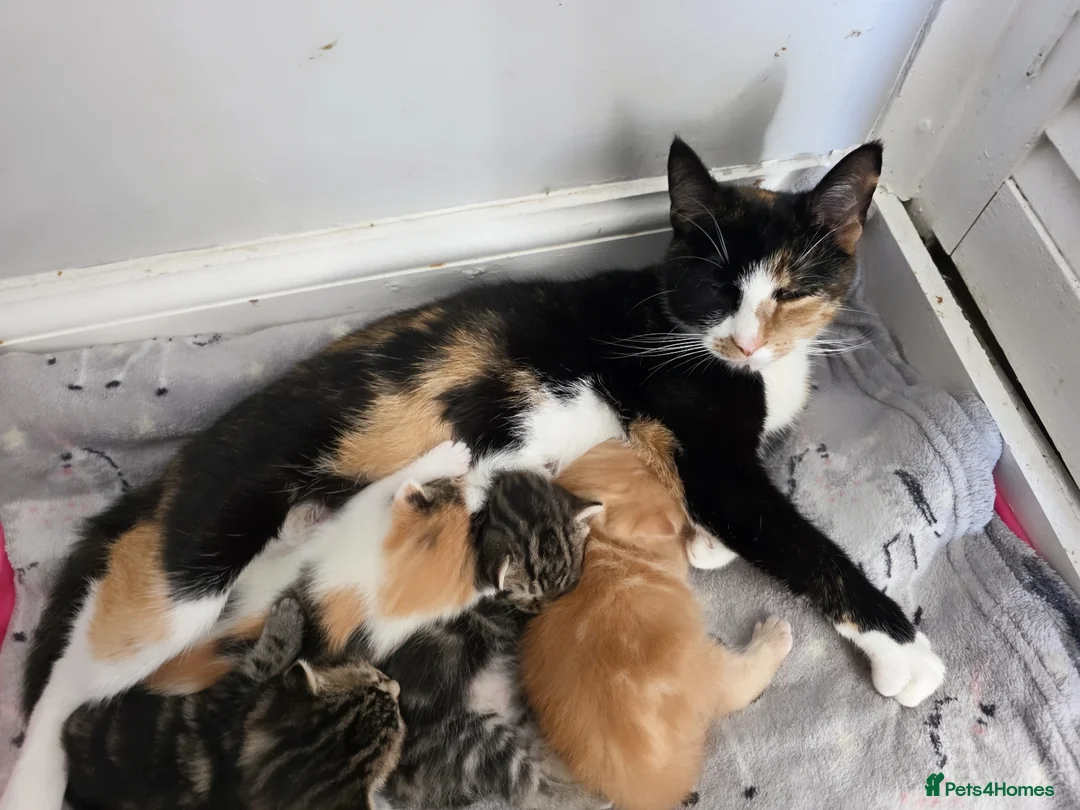 Mixed Breed cats for sale: Kittens ready for a new home - Advert 1