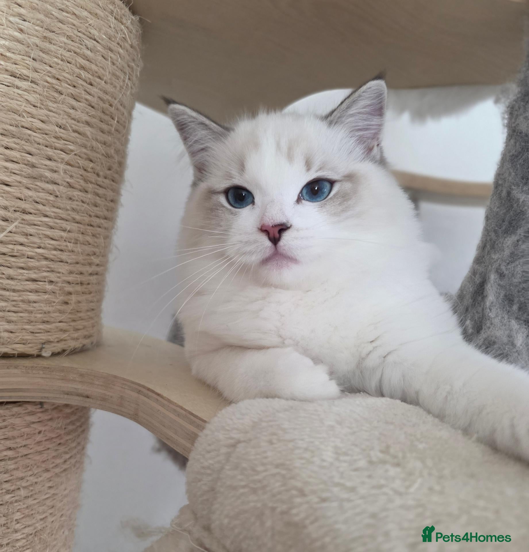 Ragdoll cats DOB 10/06/26✨️Champion European lines. Tica - Advert 2