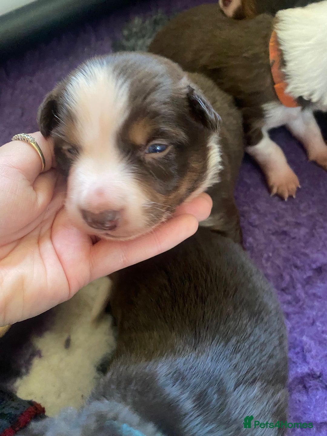 Border Collie dogs for sale: BorderCollie Pups: unique chocolate tri rough coat - Advert 20