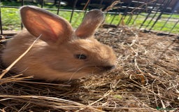 Dutch rabbits for sale: Rabbits ready to go now  - Image 7