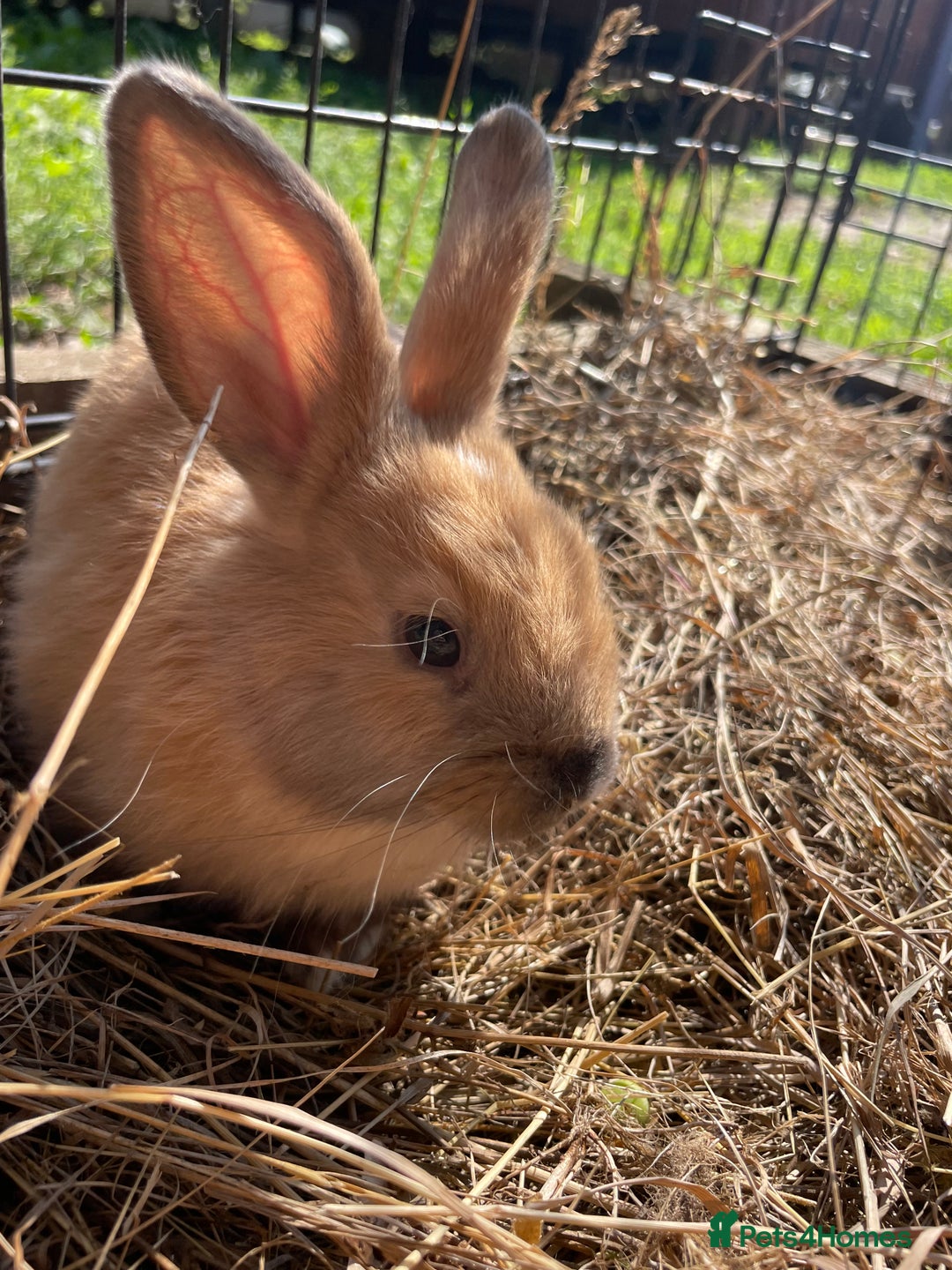 Dutch rabbits for sale: Rabbits ready to go now  - Image 7