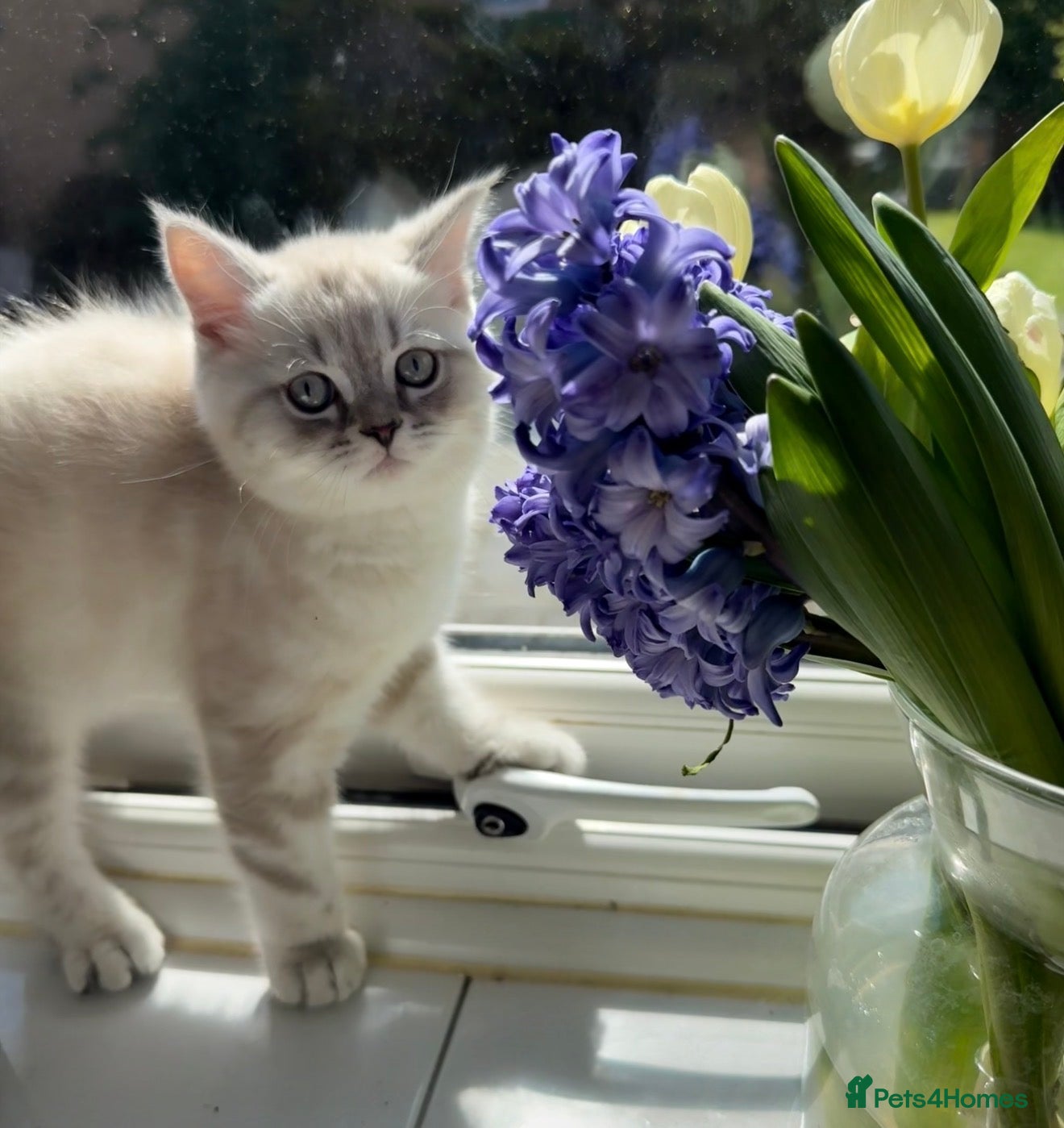 Scottish Fold cats Scottish Straight Kitten- Ready Now- 1 boy 🩵 - Advert 12