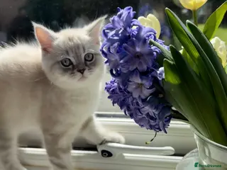 Scottish Fold cats Scottish Straight Kitten- Ready Now- 1 boy 🩵 - Advert 12