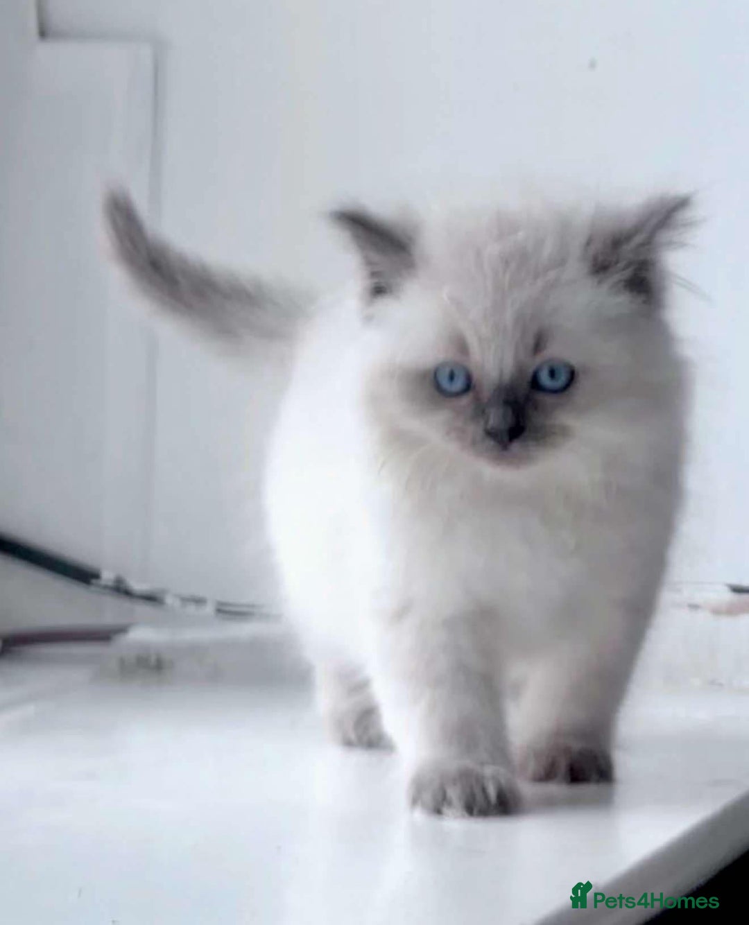 Ragdoll cats for sale: Blue Point Ragdoll Kittens!  - Advert 8
