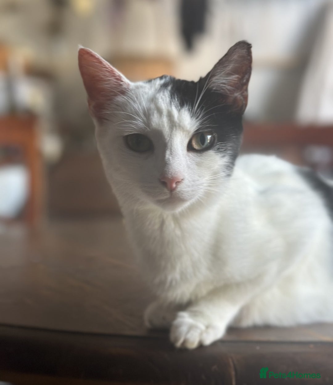 British Shorthair cats for sale: Adorable Black and White Kittens (mixed breed) - Image 10