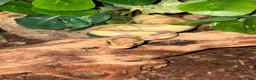 Python Snake reptiles for sale: Ball Python for exceptional home (Viv incl.) in Bristol - Advert 1