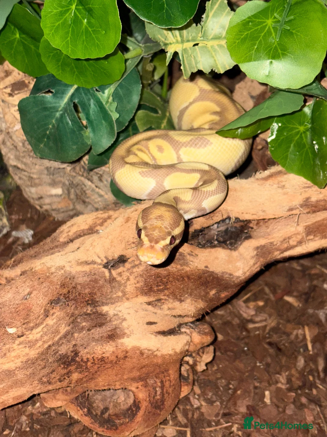 Python Snake reptiles for sale: Ball Python for exceptional home (Viv incl.) in Bristol - Advert 1